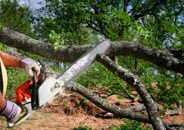 How Our Tree Care Process Works  in  Lockport Heights, IL