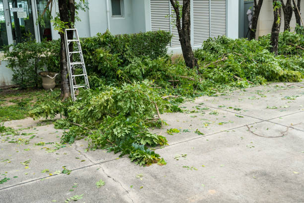 Best Hazardous Tree Removal  in Lockport Heights, IL